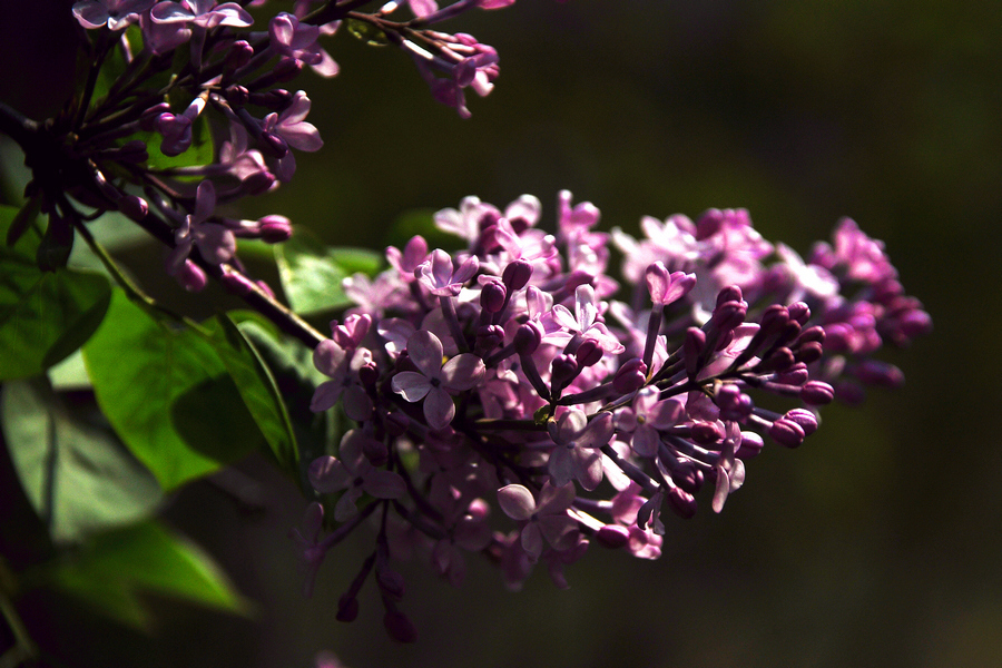 1628162067457284.jpg 1628162067457284.jpg