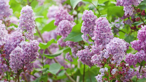 1628162143442133.jpg 8b3a296cd82858d87473831a8d3640b9_t0191584424691f3965.jpg