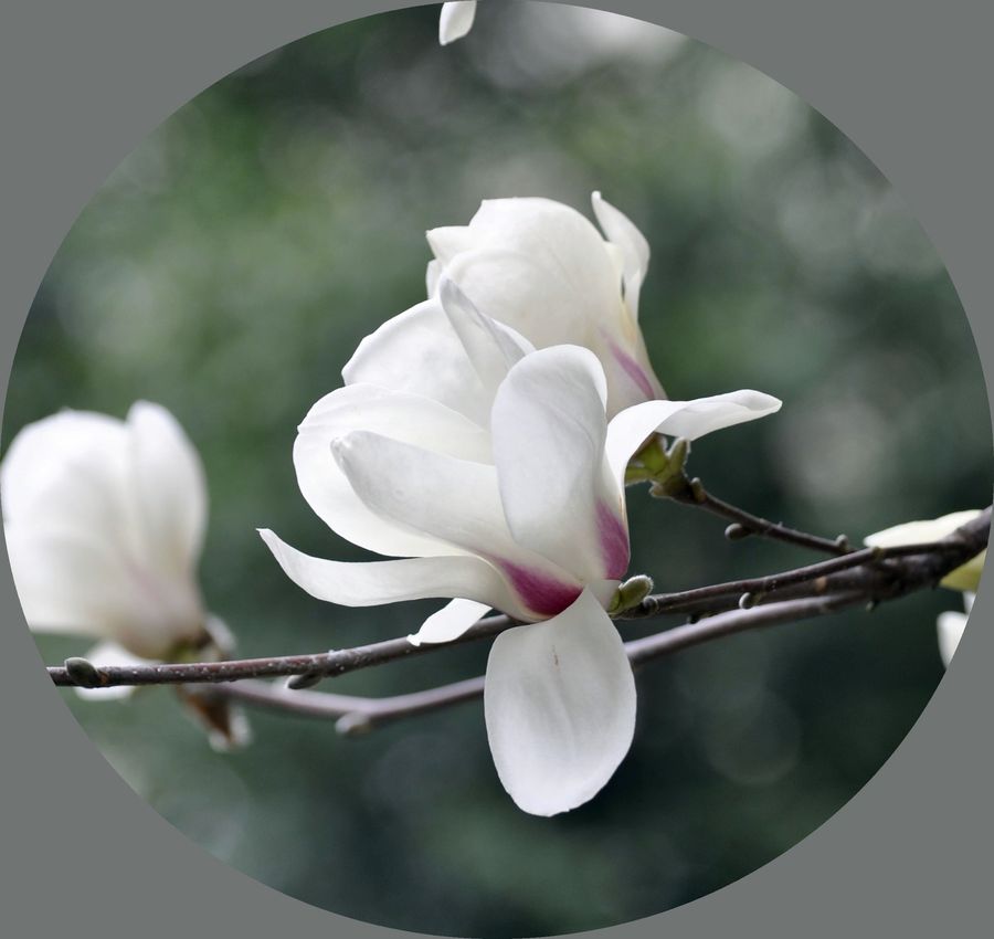 1628162378979480.jpg 1628162378979480.jpg