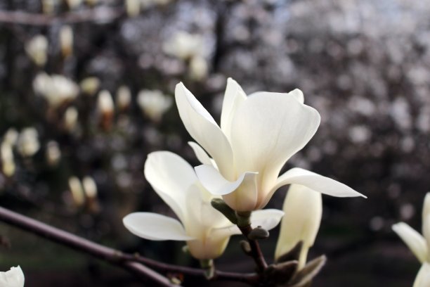 1628162470330776.jpg fc20bc2d1486e04b3078ab743177c51f_t01215a139b04bf285c.jpg