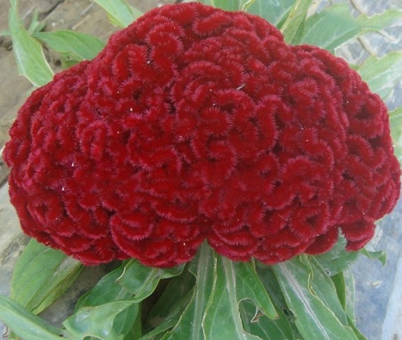 1628214873597301.jpg image.jpg