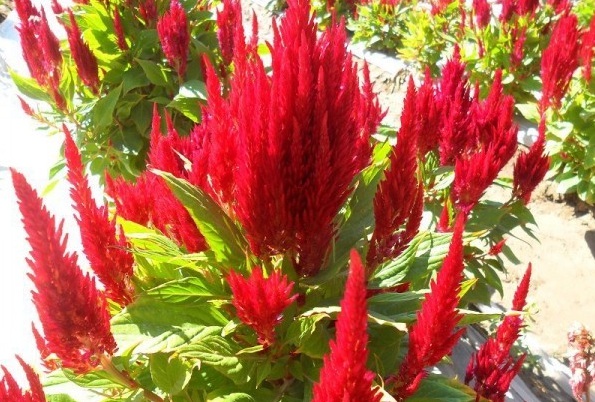 1628214900825096.jpg image.jpg