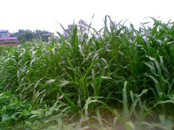 1628215126192870.jpg image.jpg