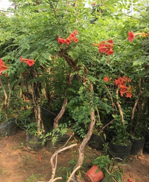 1628215283752921.jpg image.jpg