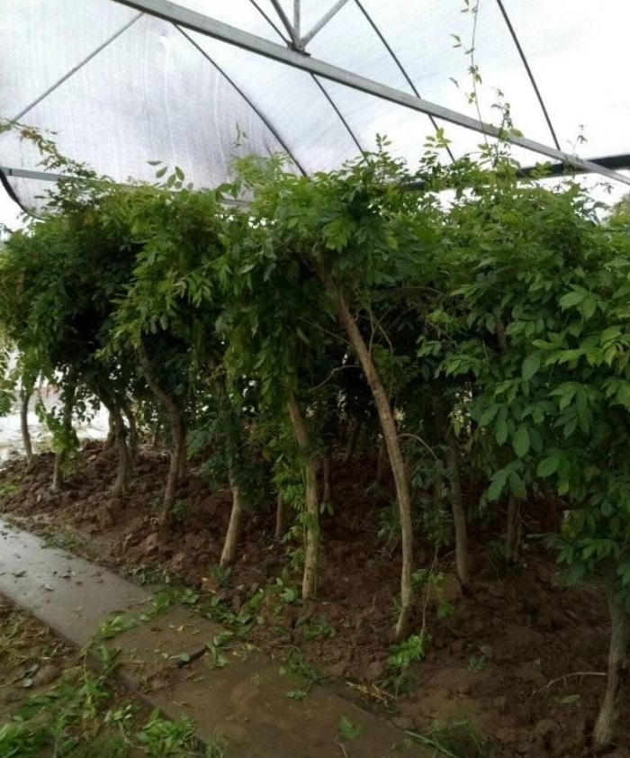 1628215671718524.jpg image.jpg