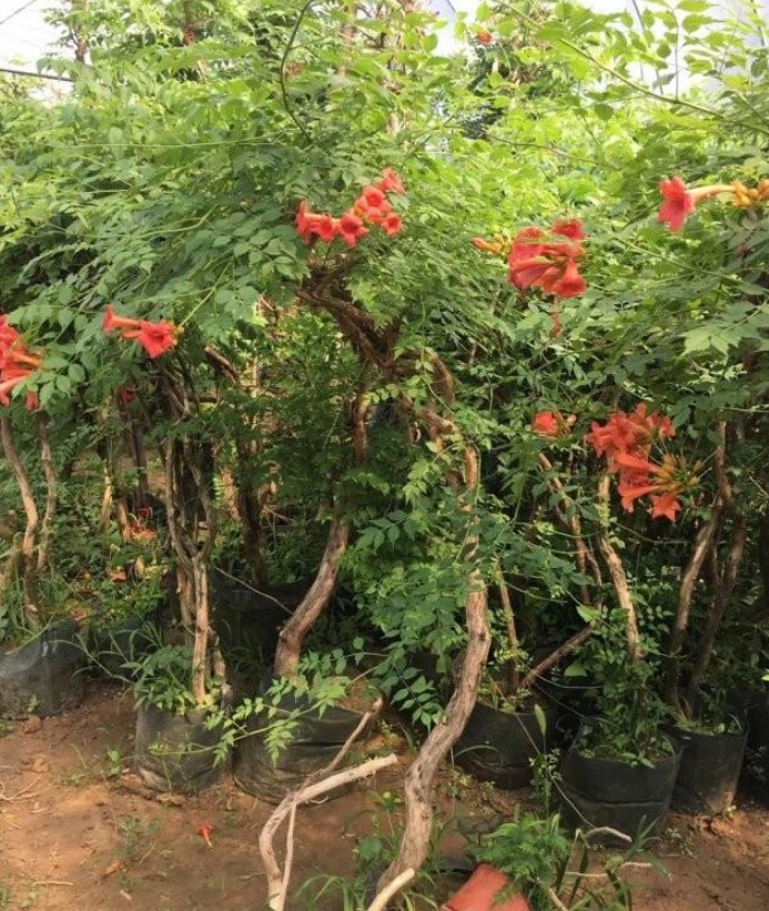 1628215683995228.jpg image.jpg