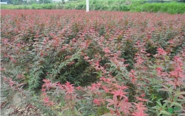 1628216177546771.jpg image.jpg