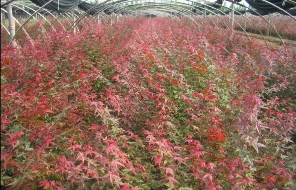 1628216187348236.jpg image.jpg