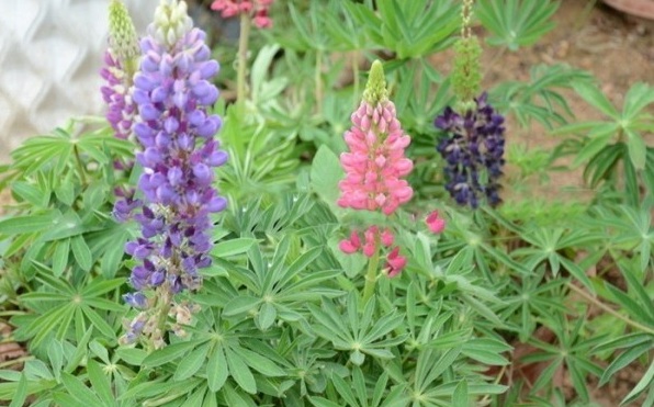 1628216469408737.jpg image.jpg