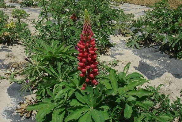 1628216479628524.jpg image.jpg