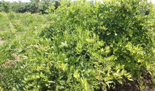 1628217503661155.jpg image.jpg