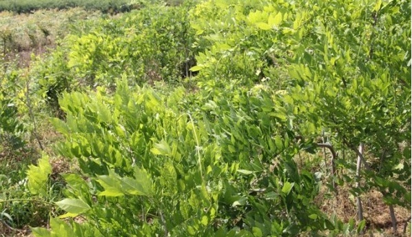 1628217513804707.jpg image.jpg