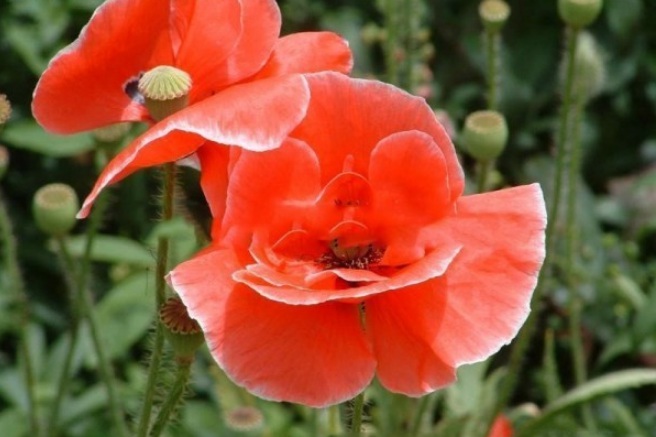 1628221272696628.jpg image.jpg