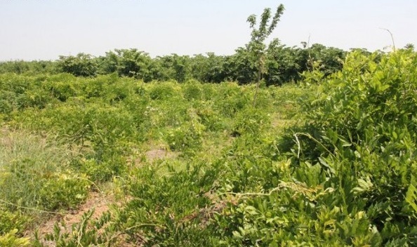 1628221374748541.jpg image.jpg