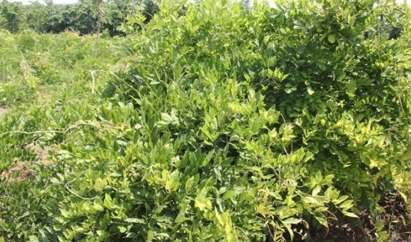 1628221383855030.jpg image.jpg