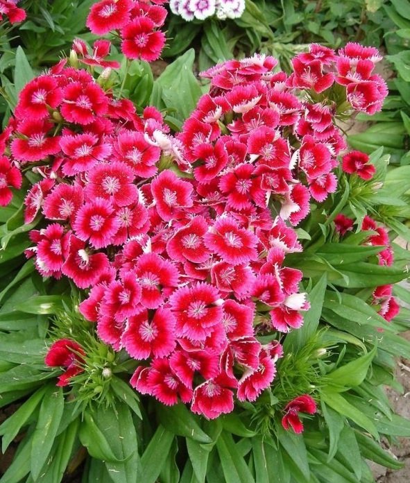 1628222825655051.jpg image.jpg