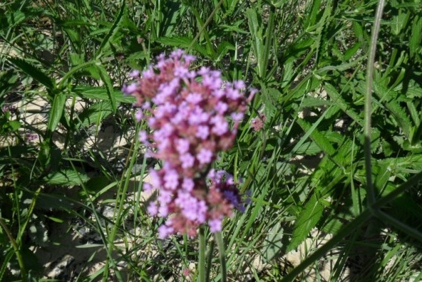 1628223148275548.jpg image.jpg