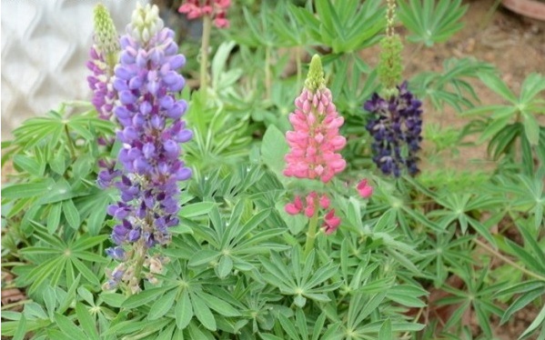 1628224160937072.jpg image.jpg