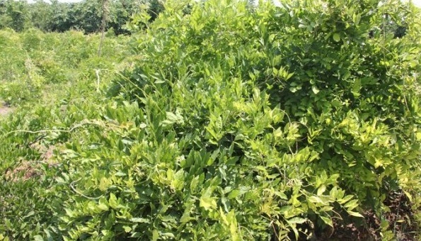 1628224696497687.jpg image.jpg