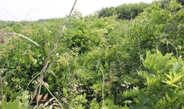 1628224704533157.jpg image.jpg