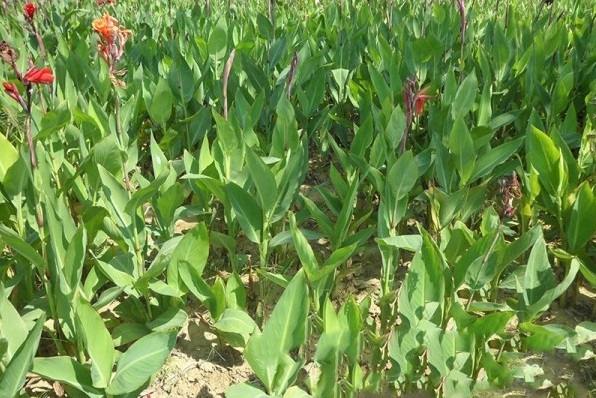 1628224781232778.jpg image.jpg