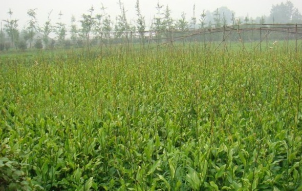 1628224781908767.jpg image.jpg