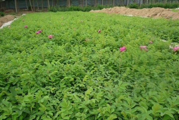 1628225301862773.jpg image.jpg