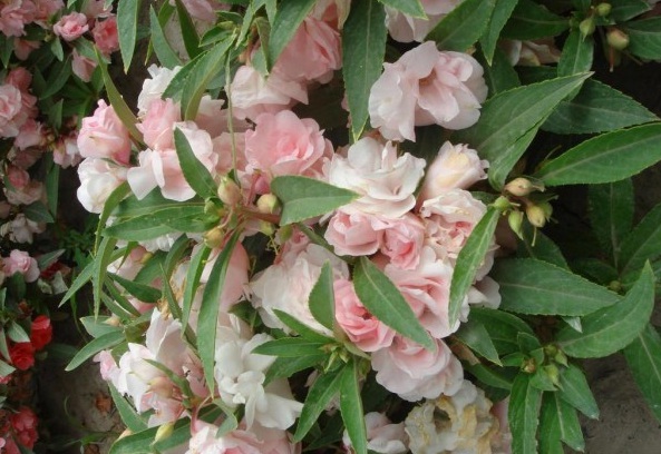 1628225605837247.jpg image.jpg