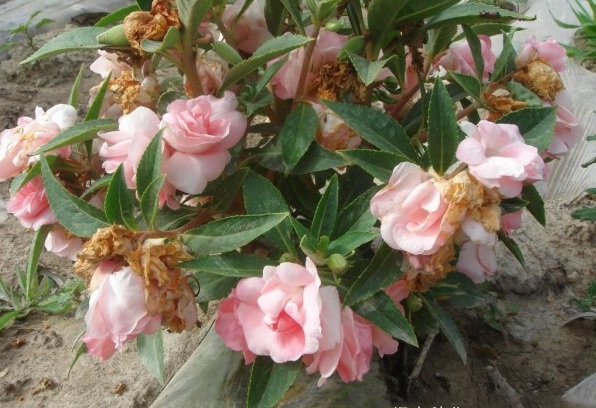 1628225624409673.jpg image.jpg