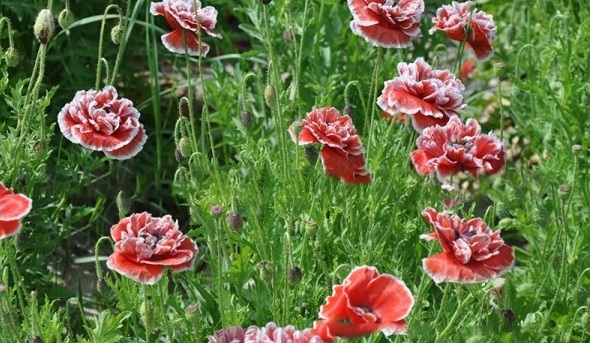 1628225937849503.jpg image.jpg