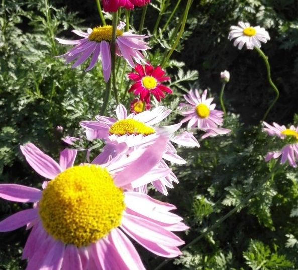 1628226137466105.jpg image.jpg