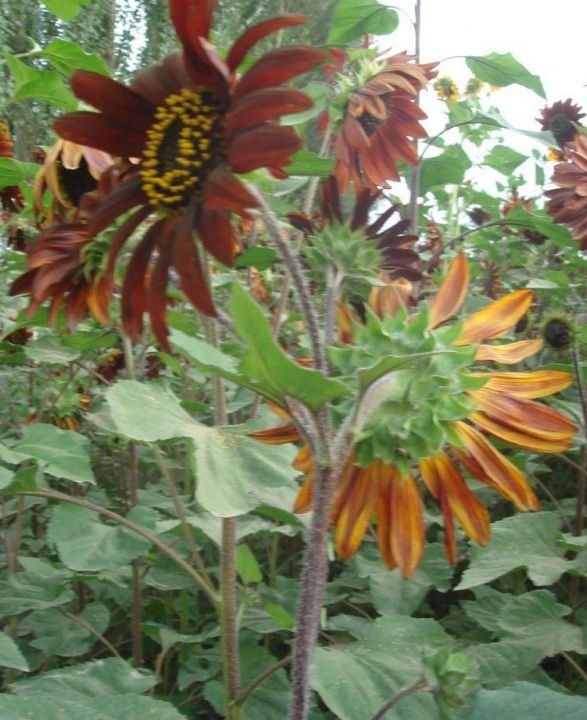 1628226231191663.jpg image.jpg