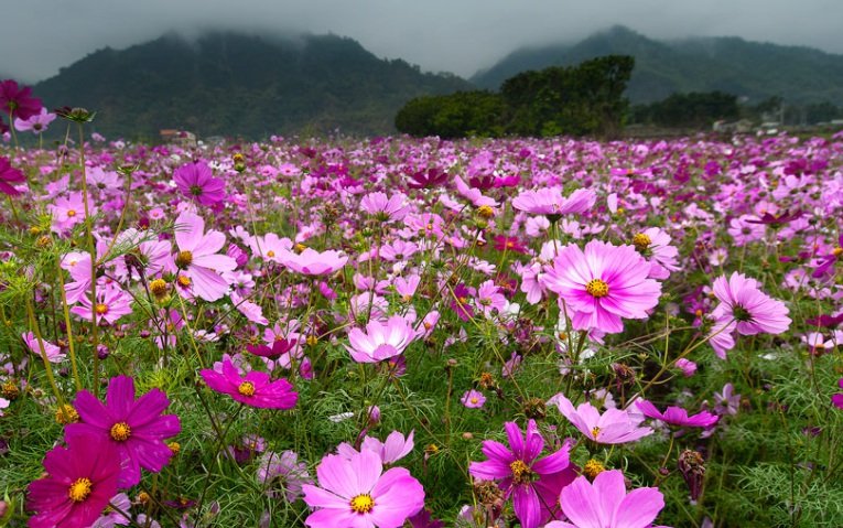 1628231051506986.jpg 波斯菊2.jpg