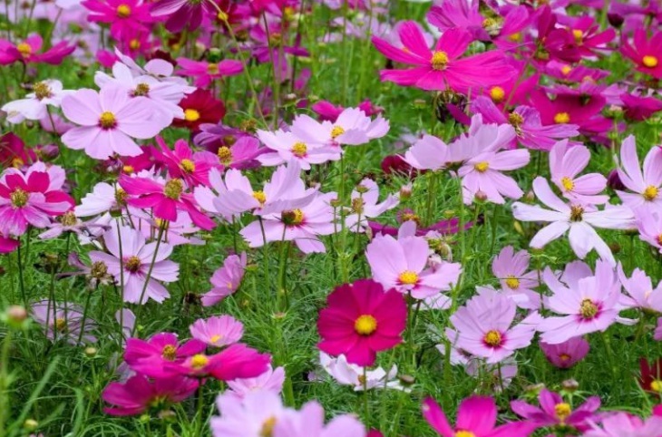 1628236824625521.jpg 波斯菊333.jpg