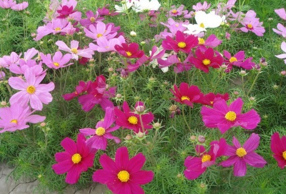 1628240402998093.jpg image.jpg