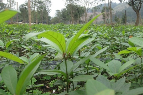 1628240804746916.jpg image.jpg