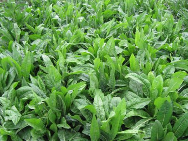 1628241369953990.jpg image.jpg