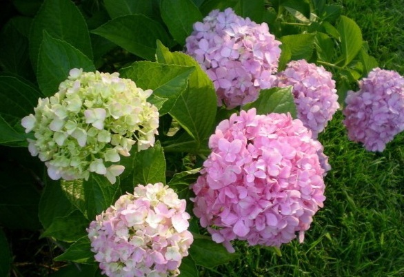 1628244687961067.jpg image.jpg