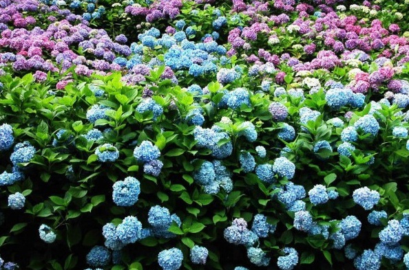 1628244712904235.jpg image.jpg