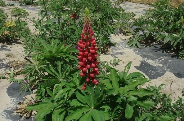 1628245502754670.jpg image.jpg