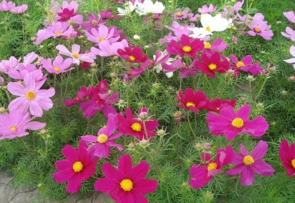 1628245700910046.jpg image.jpg