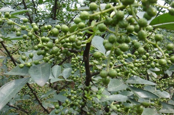 1628245780510133.jpg image.jpg