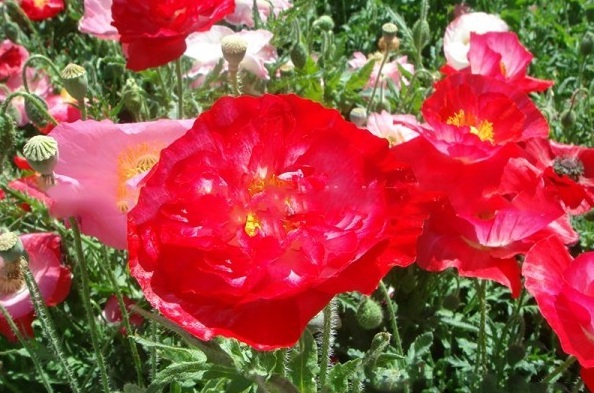 1628253643808584.jpg image.jpg