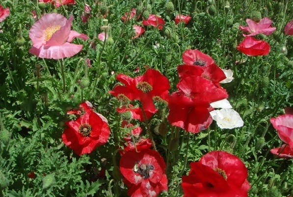 1628253664170497.jpg image.jpg