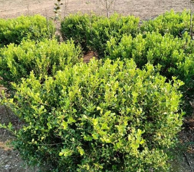 1628253754922042.jpg image.jpg