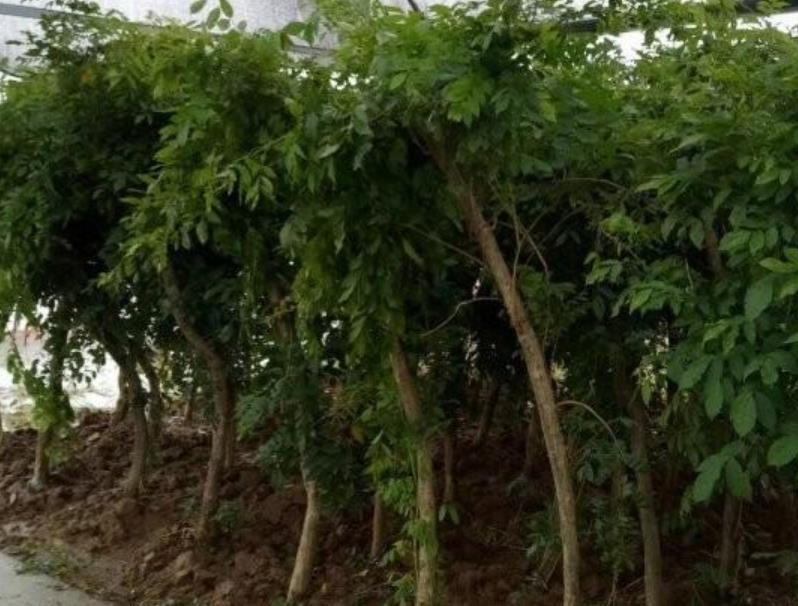 1628253790375930.jpg 360截圖20210806204046180.jpg