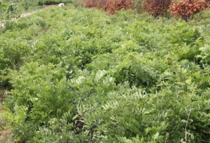 1628254468470321.jpg 360截圖20210806205401182.jpg