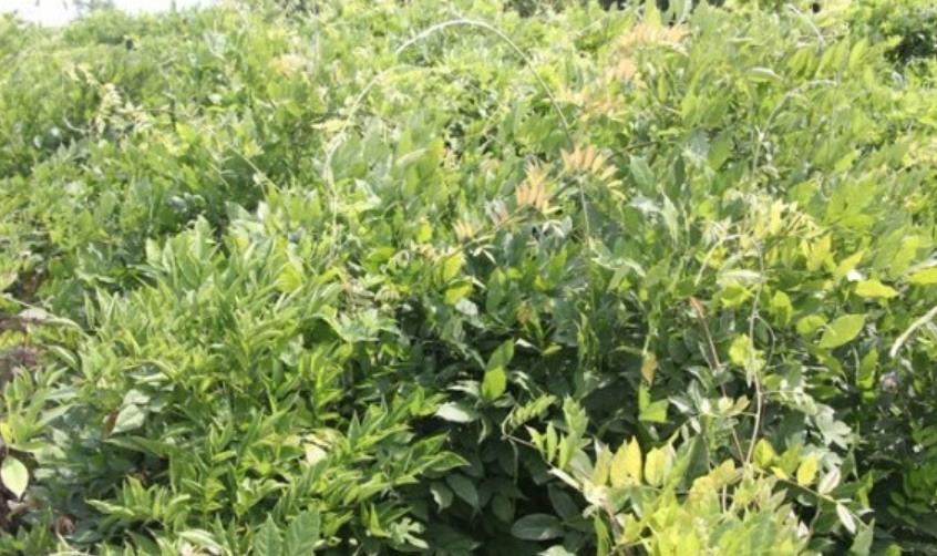 1628254519664160.jpg 360截圖20210806205352655.jpg