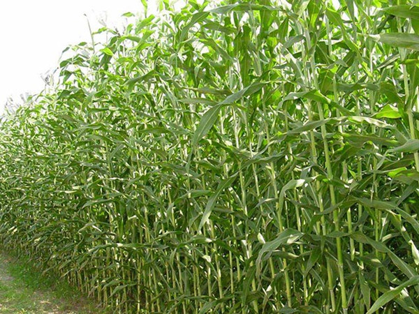 1628259383168185.jpg 甜高粱草_副本.jpg