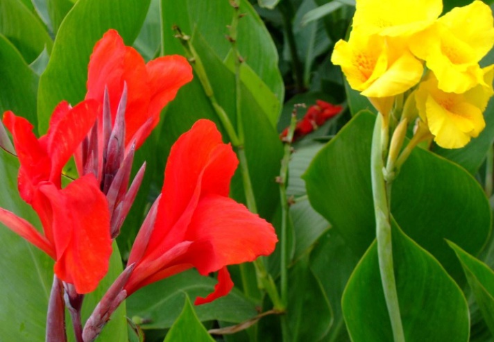 1628261410594951.jpg 美人蕉2.jpg